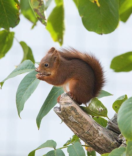 Ecureuil roux  - Thierry Rousselot