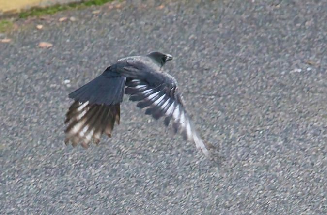 Corneille noire  - Thierry Rousselot