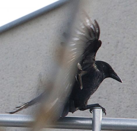Corneille noire  - Thierry Rousselot