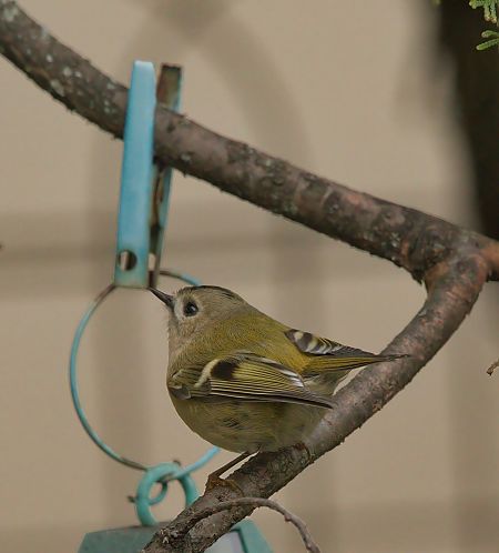 Roitelet huppé  - Thierry Rousselot