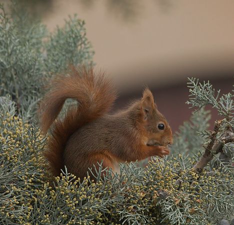 Ecureuil roux  - Thierry Rousselot