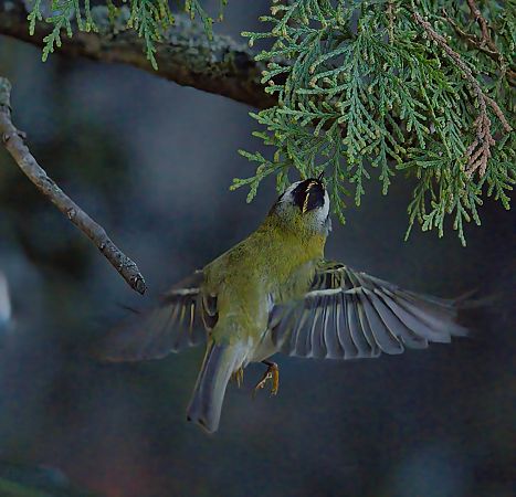 Roitelet à triple bandeau  - Thierry Rousselot