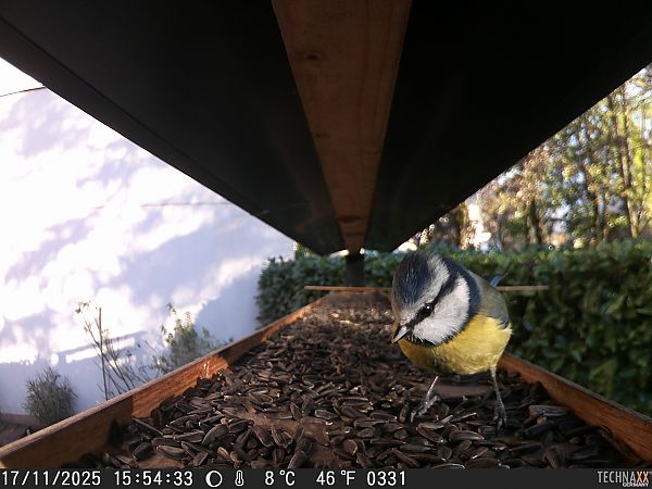 Mésange bleue  - Michaël Fontaine