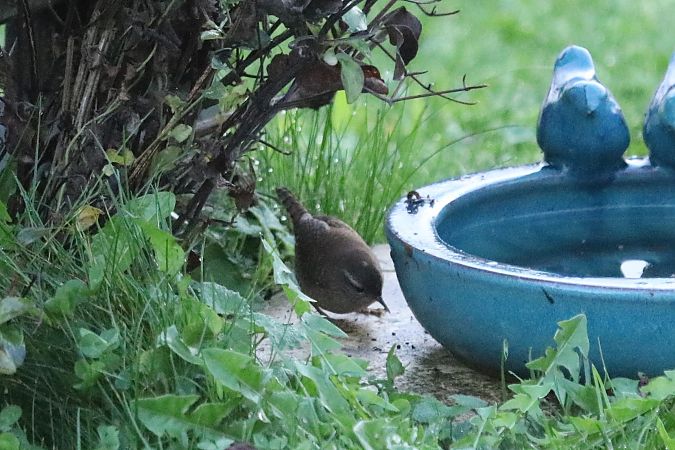 Troglodyte mignon  - Francoise Bonnet