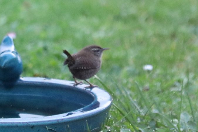 Troglodyte mignon  - Francoise Bonnet