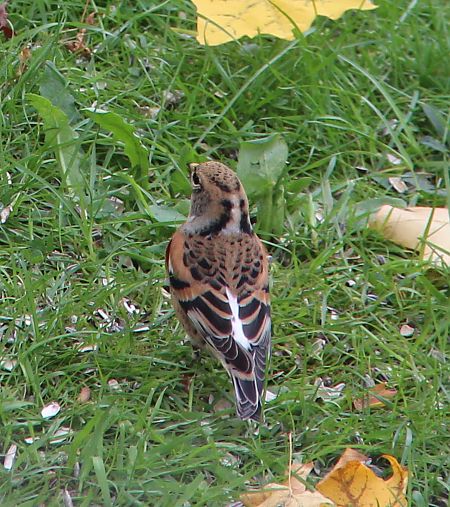 Pinson du Nord  - Guy Keryer