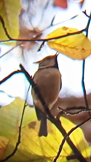 Mésange huppée  - Laurent Pascual-Le Tallec