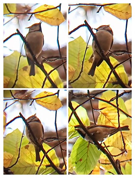Mésange huppée  - Laurent Pascual-Le Tallec