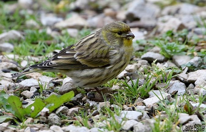 Serin cini  - Claude Garnier
