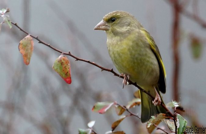 Verdier d'Europe  - Claude Garnier