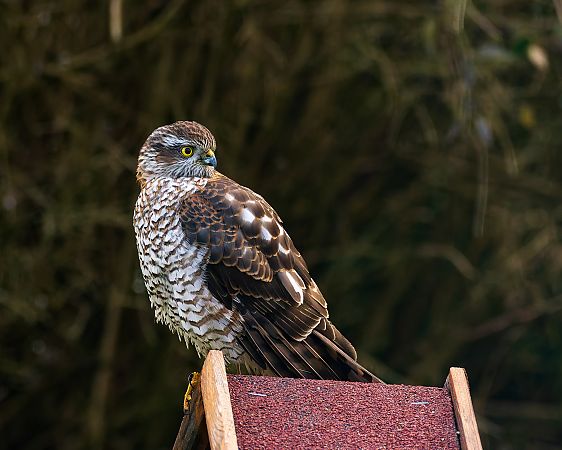 Épervier d'Europe  - David Toussaint