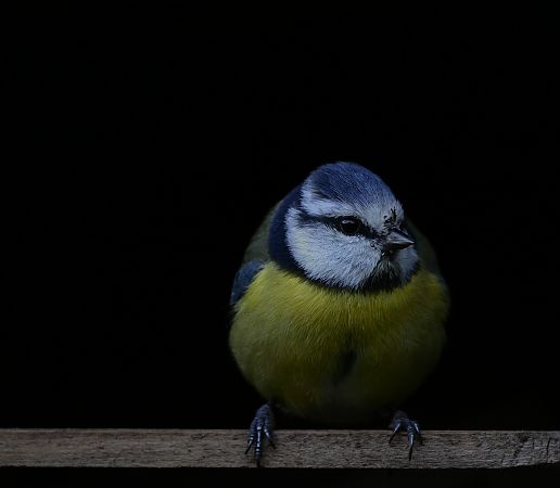 Mésange bleue  - Lionel Bouvier