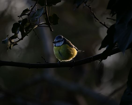 Mésange bleue  - Lionel Bouvier