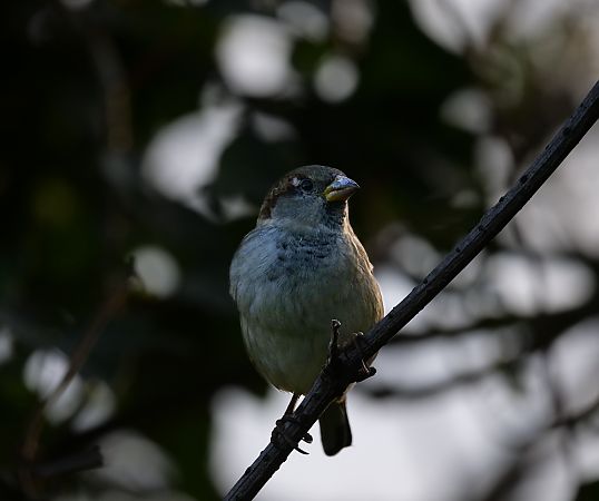 Moineau domestique  - Lionel Bouvier