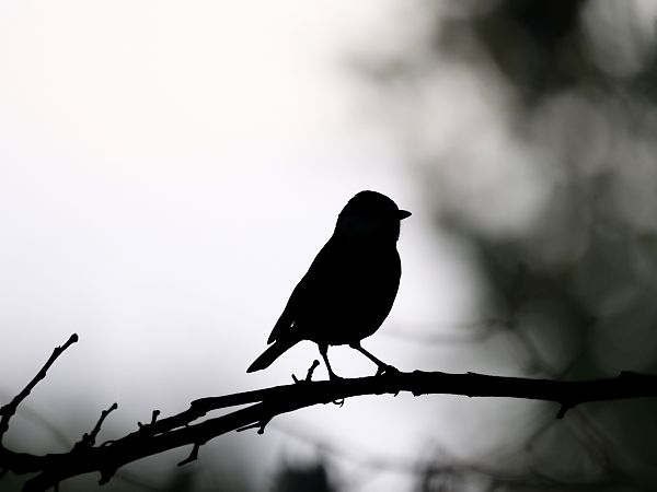 Mésange charbonnière  - Lionel Bouvier