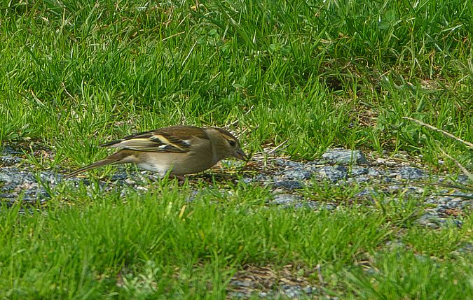 Verdier d'Europe  - Michel Chagneaud