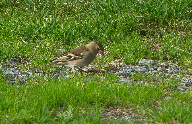 Verdier d'Europe  - Michel Chagneaud