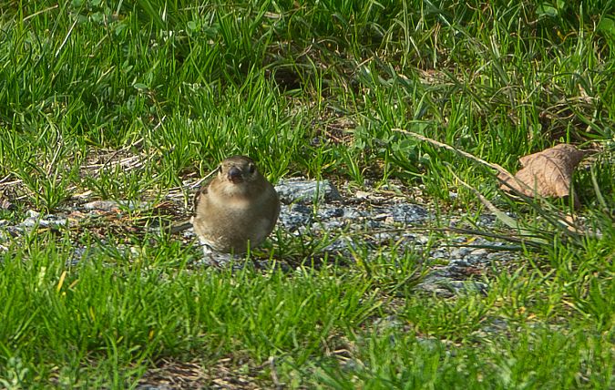Verdier d'Europe  - Michel Chagneaud