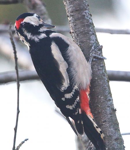 Pic épeiche  - Pierre & Carmen Noël / Pixner