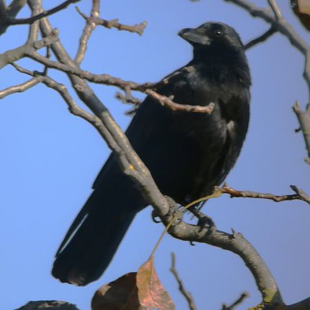 Corneille noire  - Pierre & Carmen Noël / Pixner