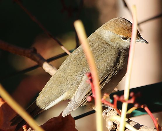 Fauvette à tête noire  - Pierre & Carmen Noël / Pixner