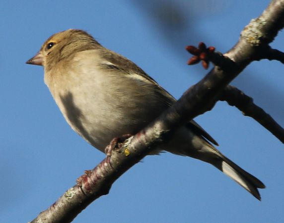 Pinson des arbres  - Pierre & Carmen Noël / Pixner