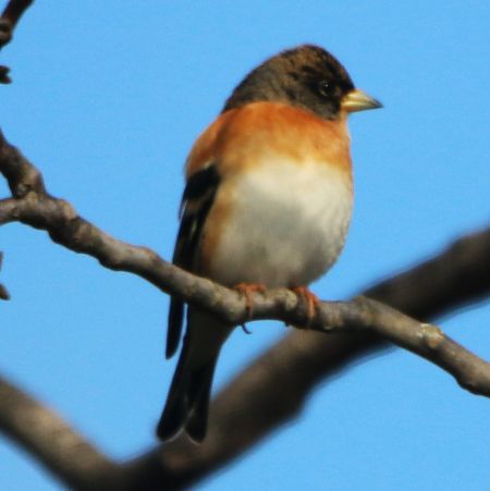 Pinson du Nord  - Pierre & Carmen Noël / Pixner