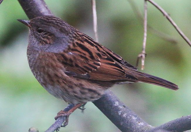 Accenteur mouchet  - Pierre & Carmen Noël / Pixner