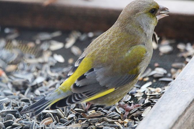 Verdier d'Europe  - Pierre & Carmen Noël / Pixner