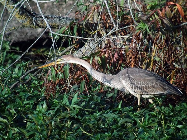 Héron pourpré  - Alain Fossé🦩