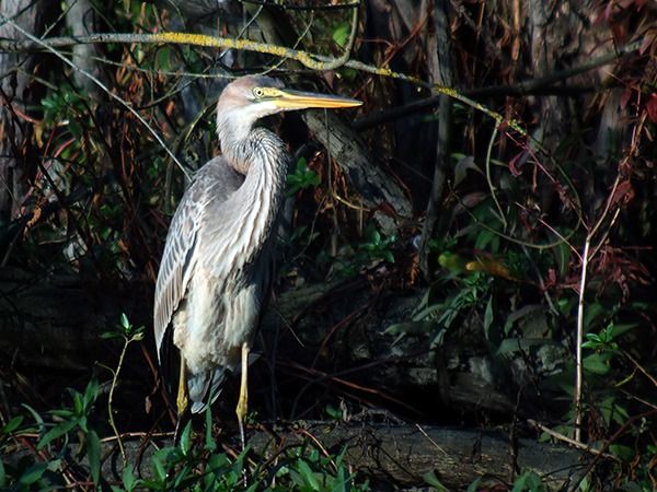 Héron pourpré  - Alain Fossé🦩