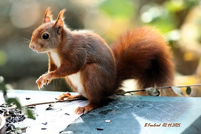 Ecureuil roux  - Bruno Foulard