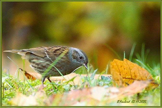 Accenteur mouchet  - Bruno Foulard