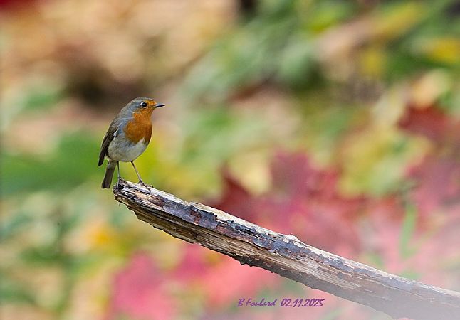 Rougegorge familier  - Bruno Foulard