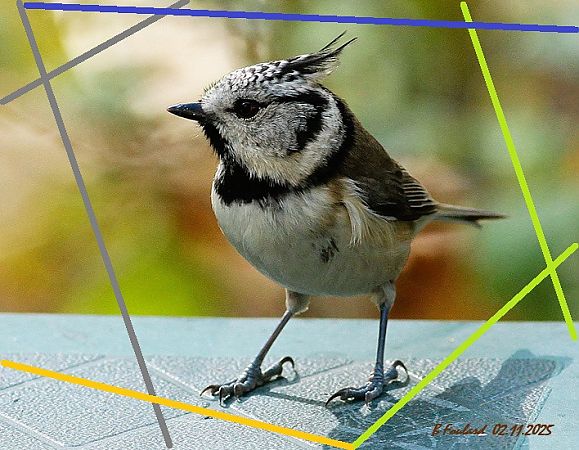 Mésange huppée  - Bruno Foulard