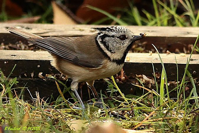 Mésange huppée  - Bruno Foulard