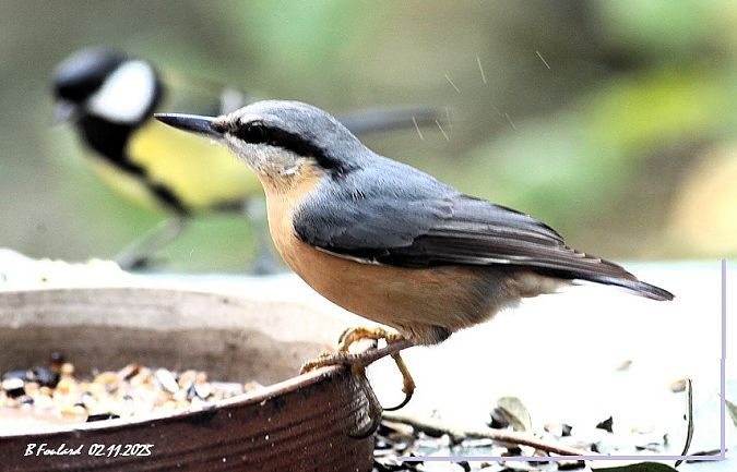Sittelle torchepot  - Bruno Foulard