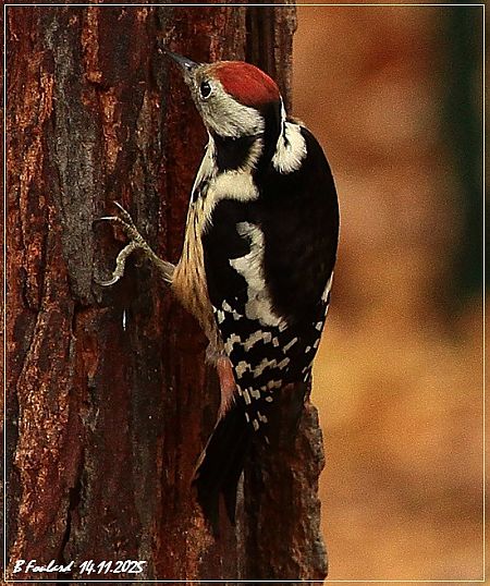 Pic mar  - Bruno Foulard