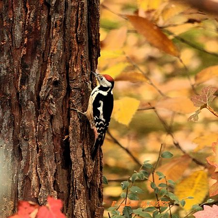 Pic mar  - Bruno Foulard