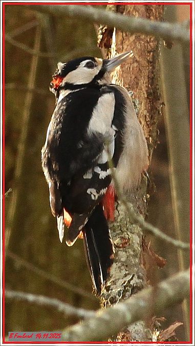 Pic épeiche  - Bruno Foulard