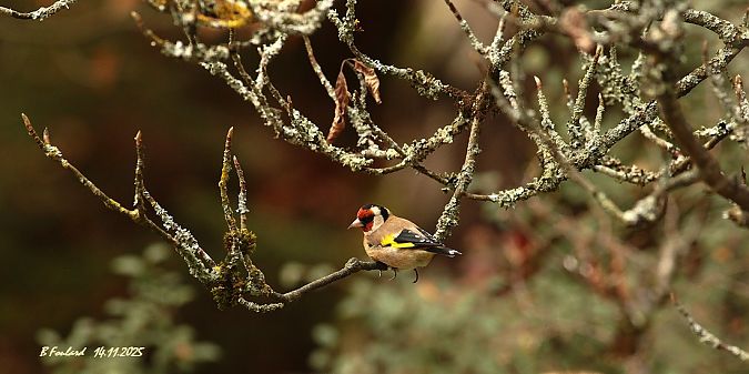 Chardonneret élégant  - Bruno Foulard