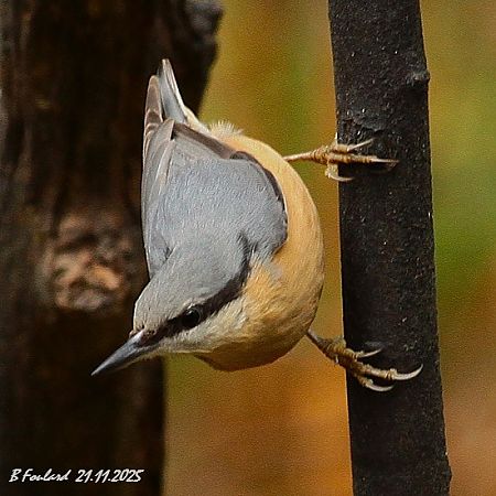 Sittelle torchepot  - Bruno Foulard