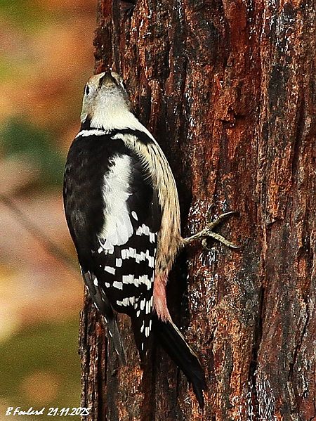 Pic mar  - Bruno Foulard