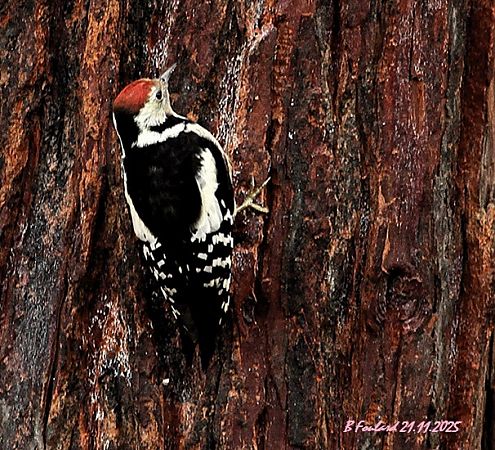 Pic mar  - Bruno Foulard