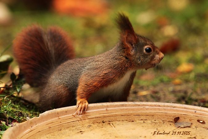 Ecureuil roux  - Bruno Foulard