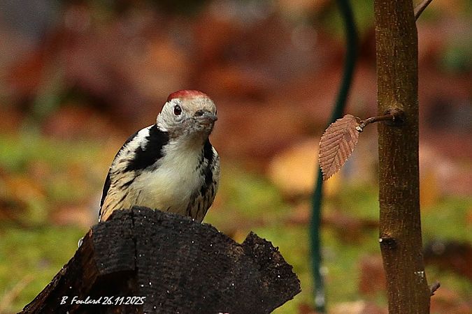 Pic mar  - Bruno Foulard