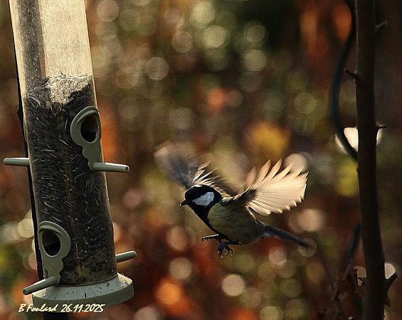 Mésange charbonnière  - Bruno Foulard