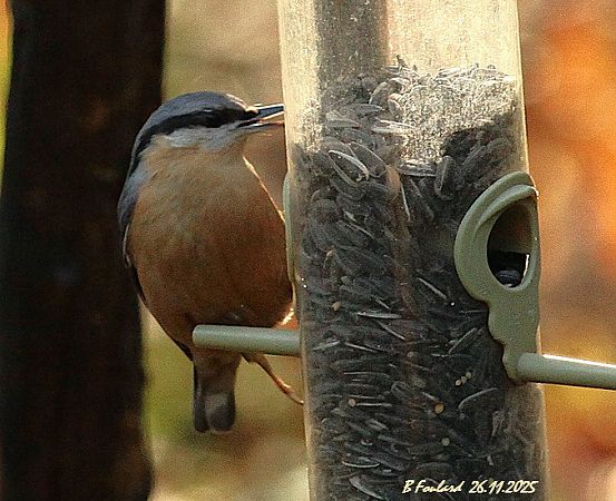 Sittelle torchepot  - Bruno Foulard