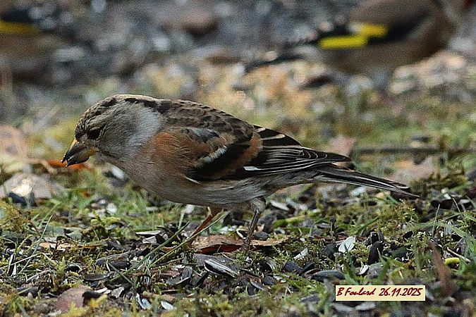 Pinson du Nord  - Bruno Foulard