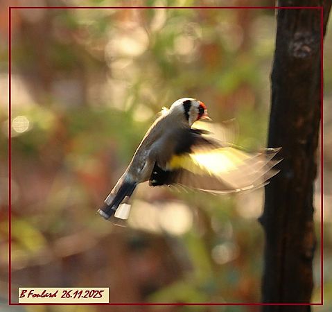 Chardonneret élégant  - Bruno Foulard